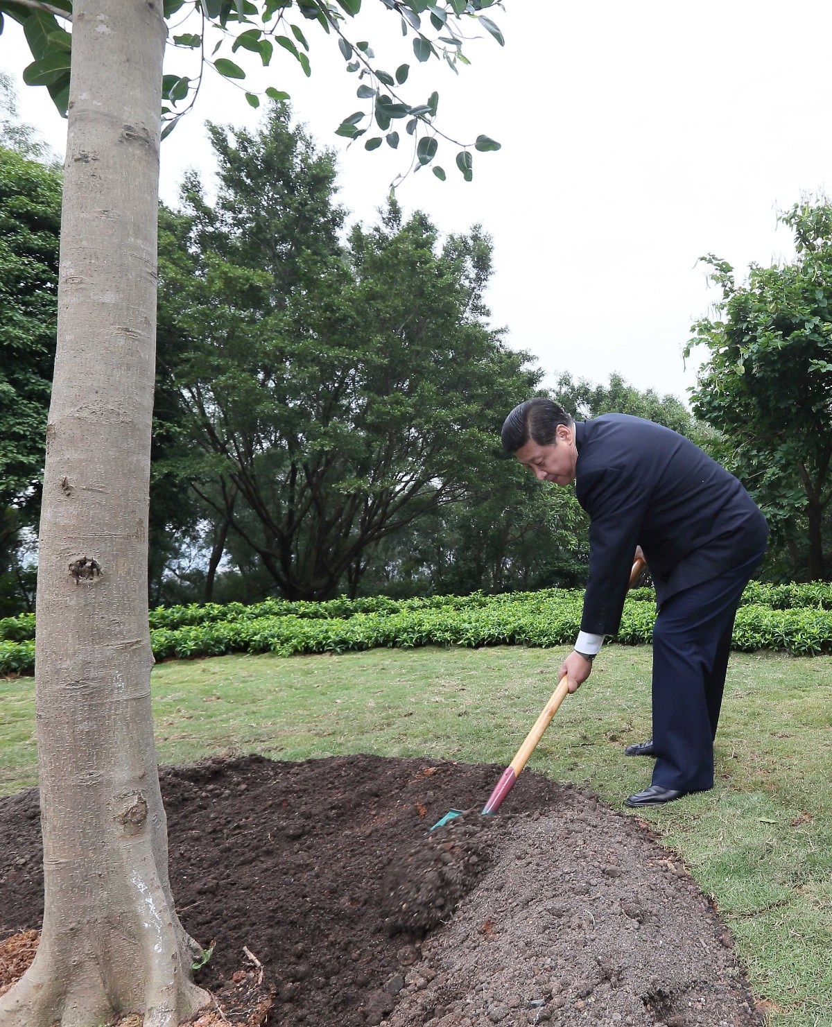 2012年12月8日，習(xí)近平在深圳蓮花山公園種下一棵高山榕樹。